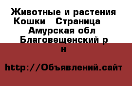 Животные и растения Кошки - Страница 4 . Амурская обл.,Благовещенский р-н